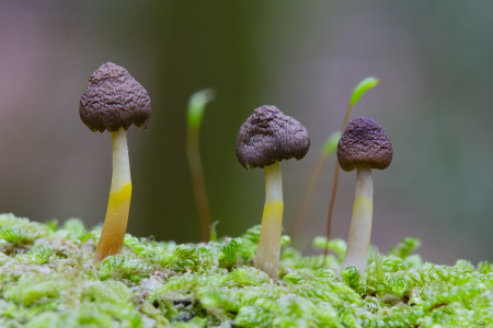 Leucocoprinus Birnbaumii